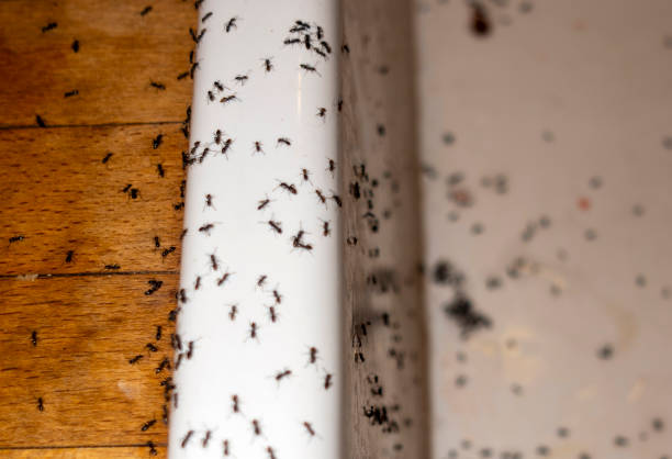 Best Best Pest Control Companies  in Sanborn, NY