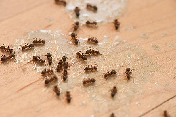 Best Best Pest Control Companies  in Sanborn, NY