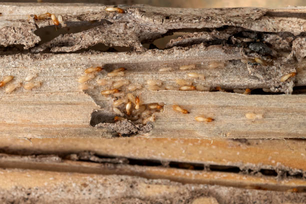 Best Termite Control Services  in Sanborn, NY