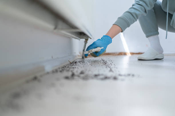 Insect Control in Sanborn, NY
